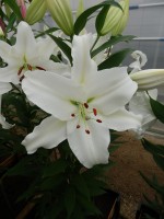 [4258 Gandhara No202.JPG]